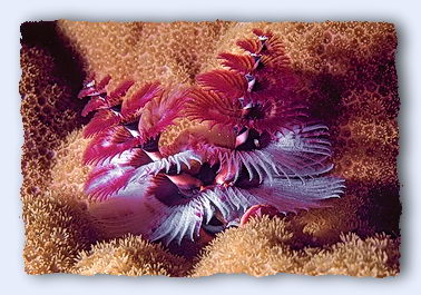 The feathery tentacles on the top of the head of a big sea worm filter food from the sea currents. © https://www.thread-of-awareness-in-chaos.com/order.html